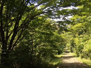 箱根 自然探勝歩道